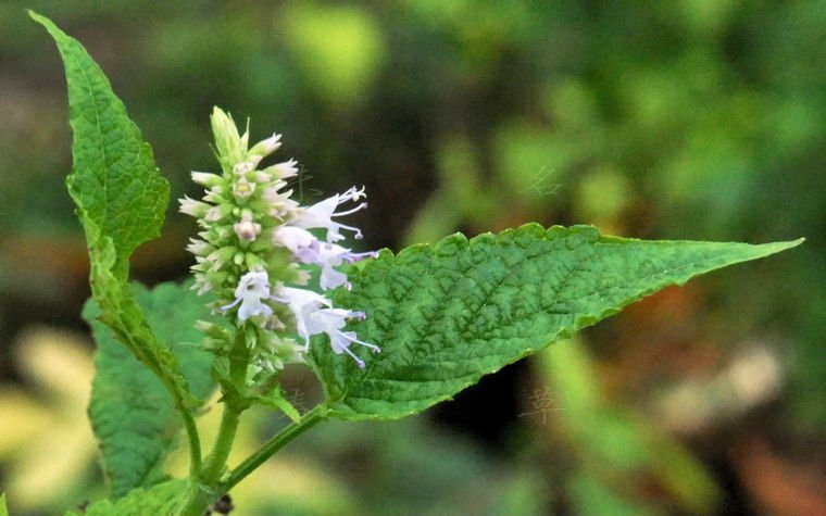 Patchouli 